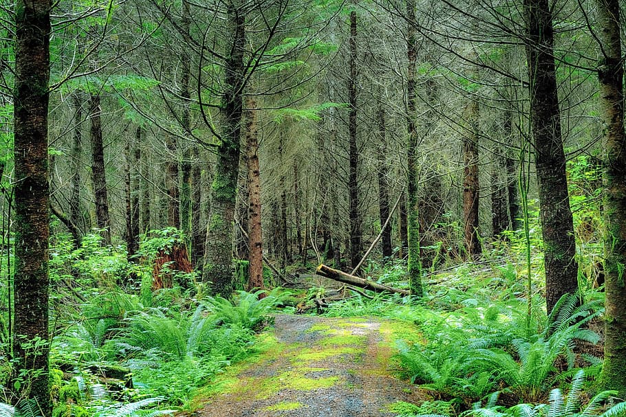 Forest, Woods, Nature, Landscape, Tree, summer, sunlight, scenic HD wallpaper