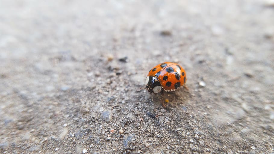 beetle, bug, insect, ladybird, ladybug, macro, nature, spotted HD wallpaper