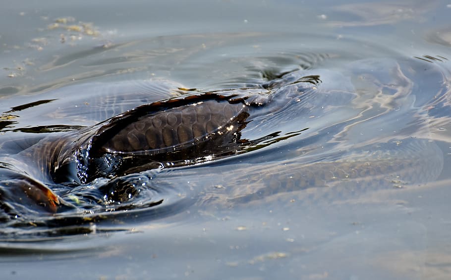 Carp, Swim, Water Surface, Scale, fish, nature, animal, appear HD wallpaper