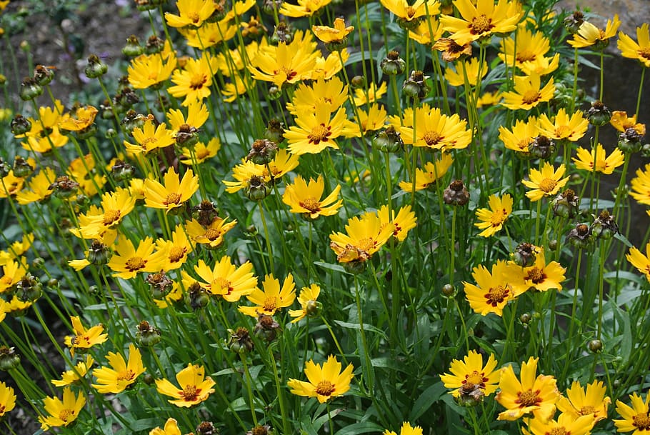 flower, herb, garden, flowering plant, yellow, fragility, vulnerability HD wallpaper