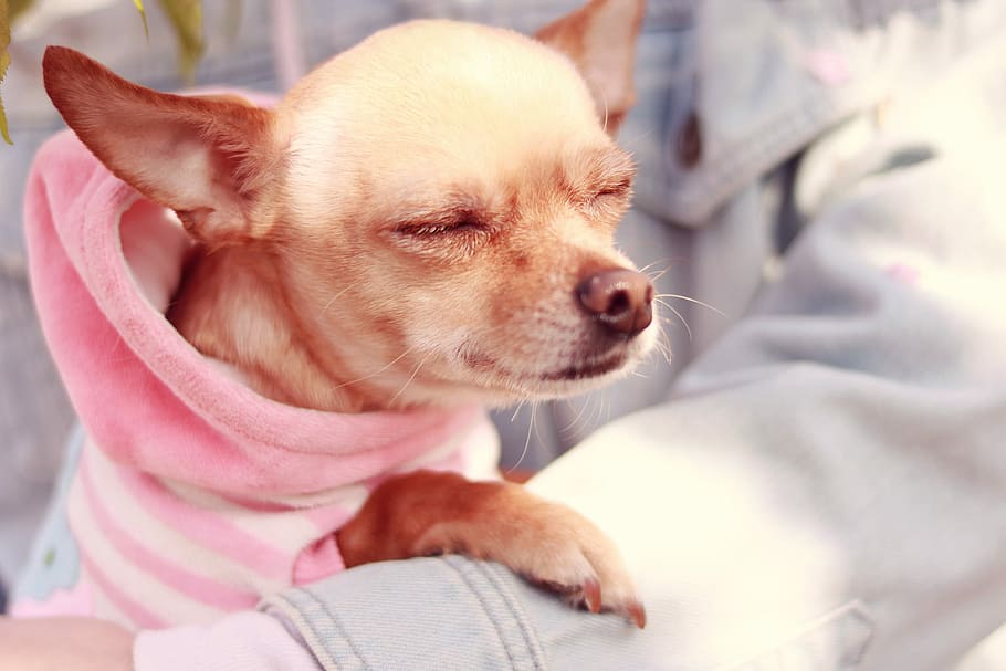 fawn smooth Chihuahua with pink hoodie, dog, animal, pets, chihuahua - Dog HD wallpaper