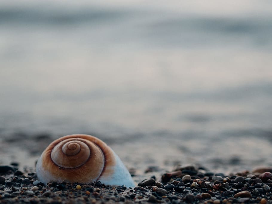focus photo of shell on rocks, sea shell, seashell, pebbles HD wallpaper