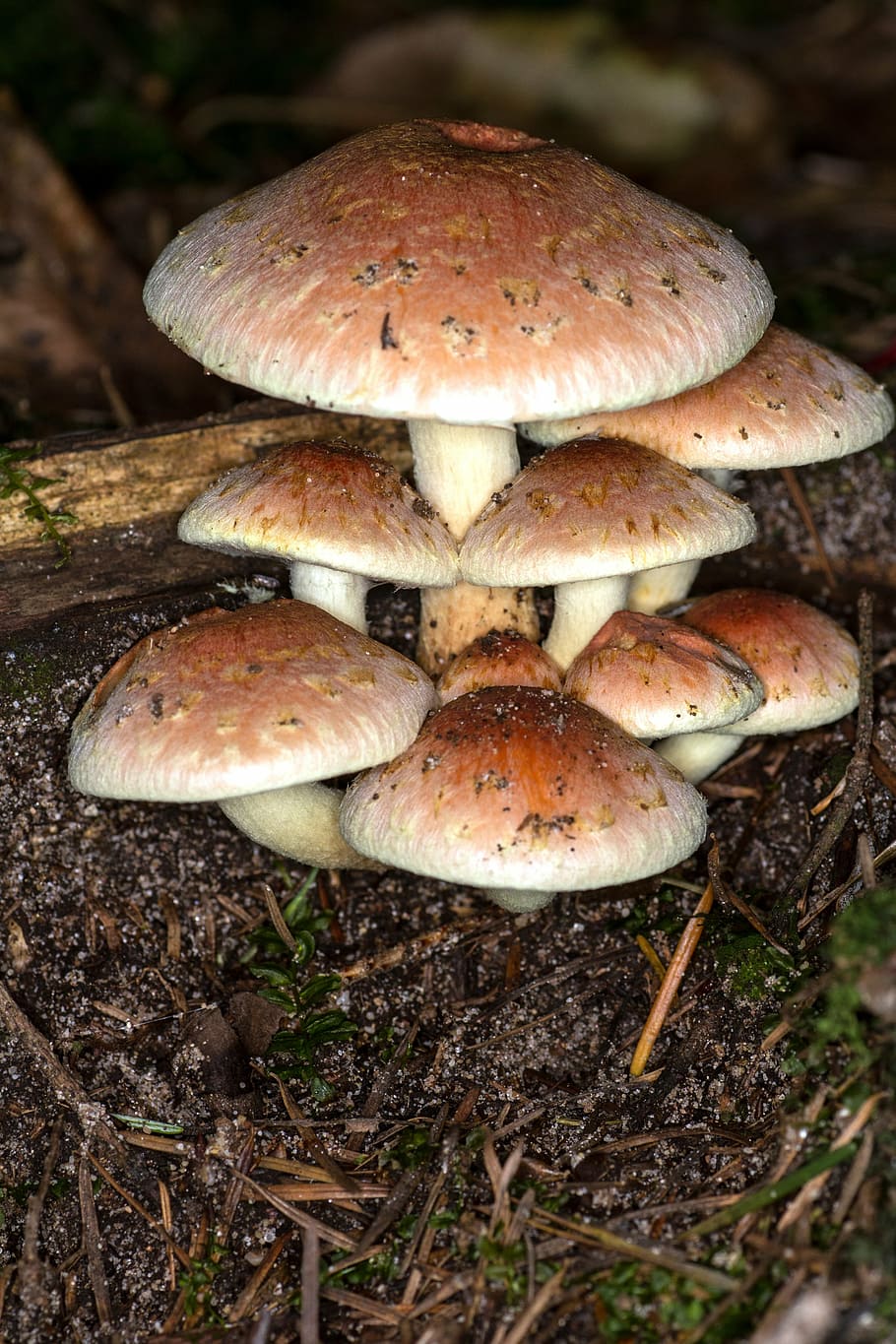 mushrooms, group, macro, forest, autumn forest, close, fungus HD wallpaper