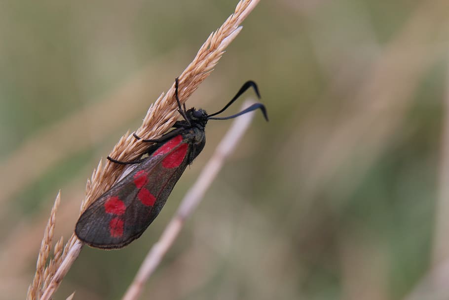 moth, bug, grass, blade of grass, nature, red, black, animal world HD wallpaper