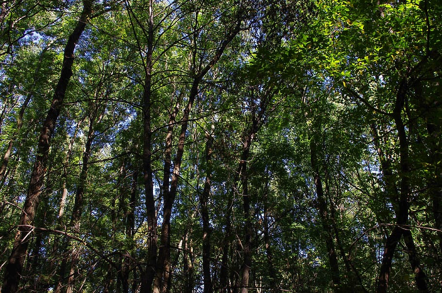 forest, trees, nature, green, environment, natural, foliage HD wallpaper