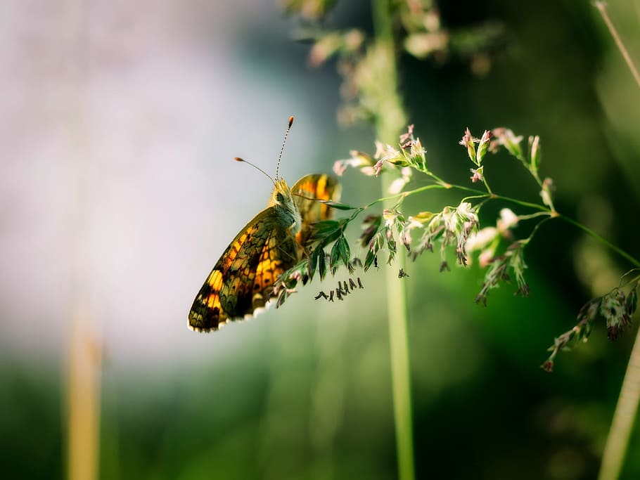 Butterfly, Insect, Plant, Flower, Spring, summer, macro, closeup HD wallpaper