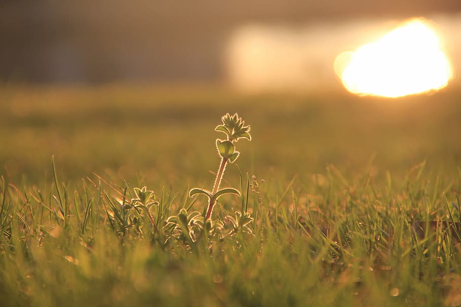 Sunset, Grass, Backlighting, shining, nature, meadow, summer HD wallpaper