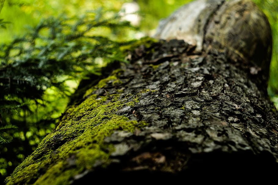 tree, plant, nature, green, leaf, moss, forest, selective focus HD wallpaper