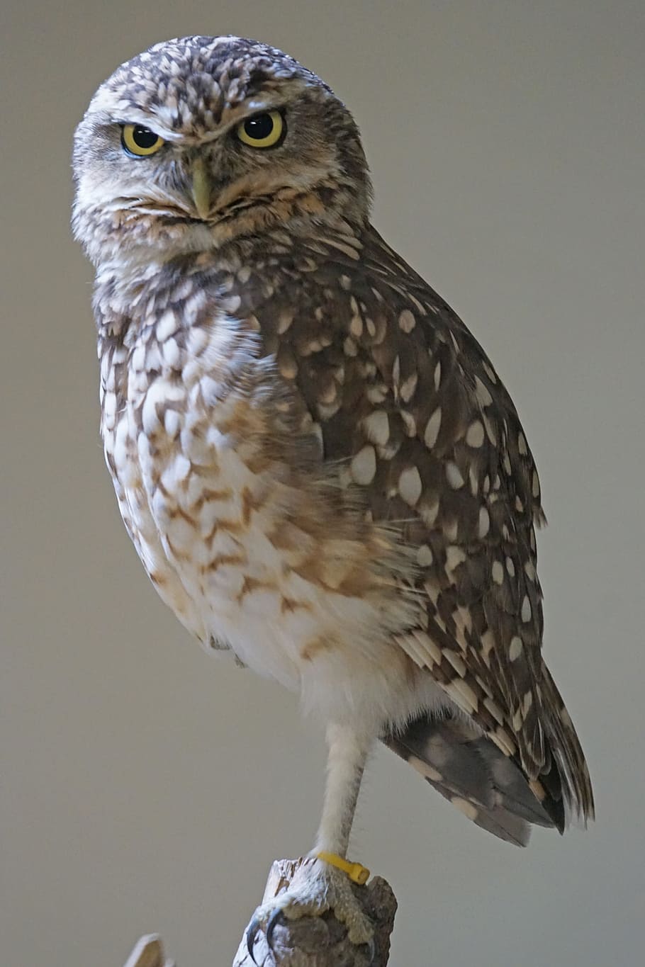 photography of brown and white Owl, burrowing, owls, bird, animals
