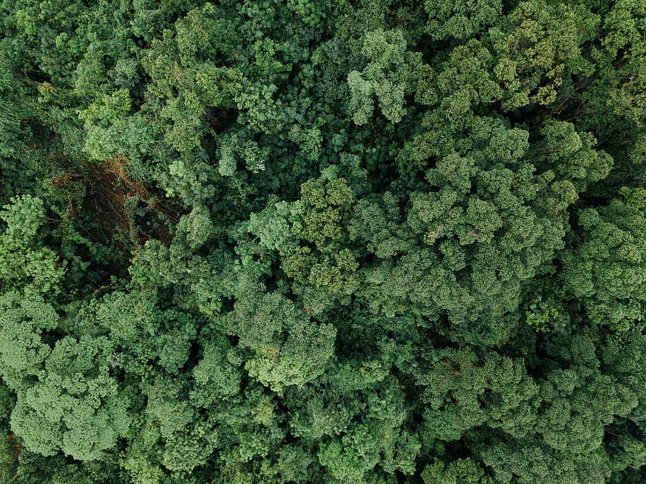 bird's-eye view of forest, bird's eye view photo of green forest HD wallpaper