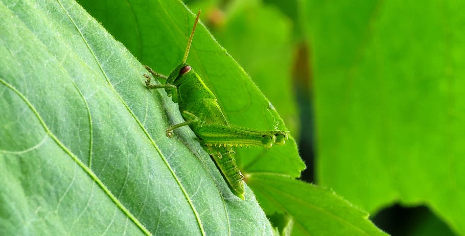 leaf, nature, plant, insect, environment, green color, animal themes HD wallpaper