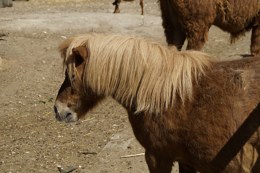 shetland pony, horse, small, ride, coupling, mammal, animal themes