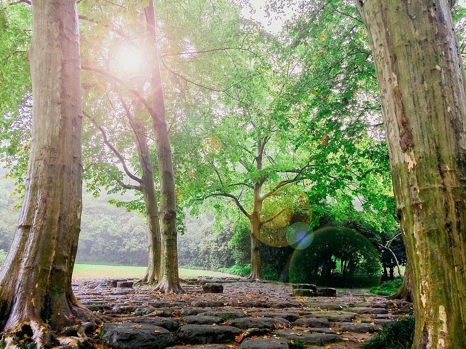 color, daylight, environment, flora, forest, green, jungle HD wallpaper
