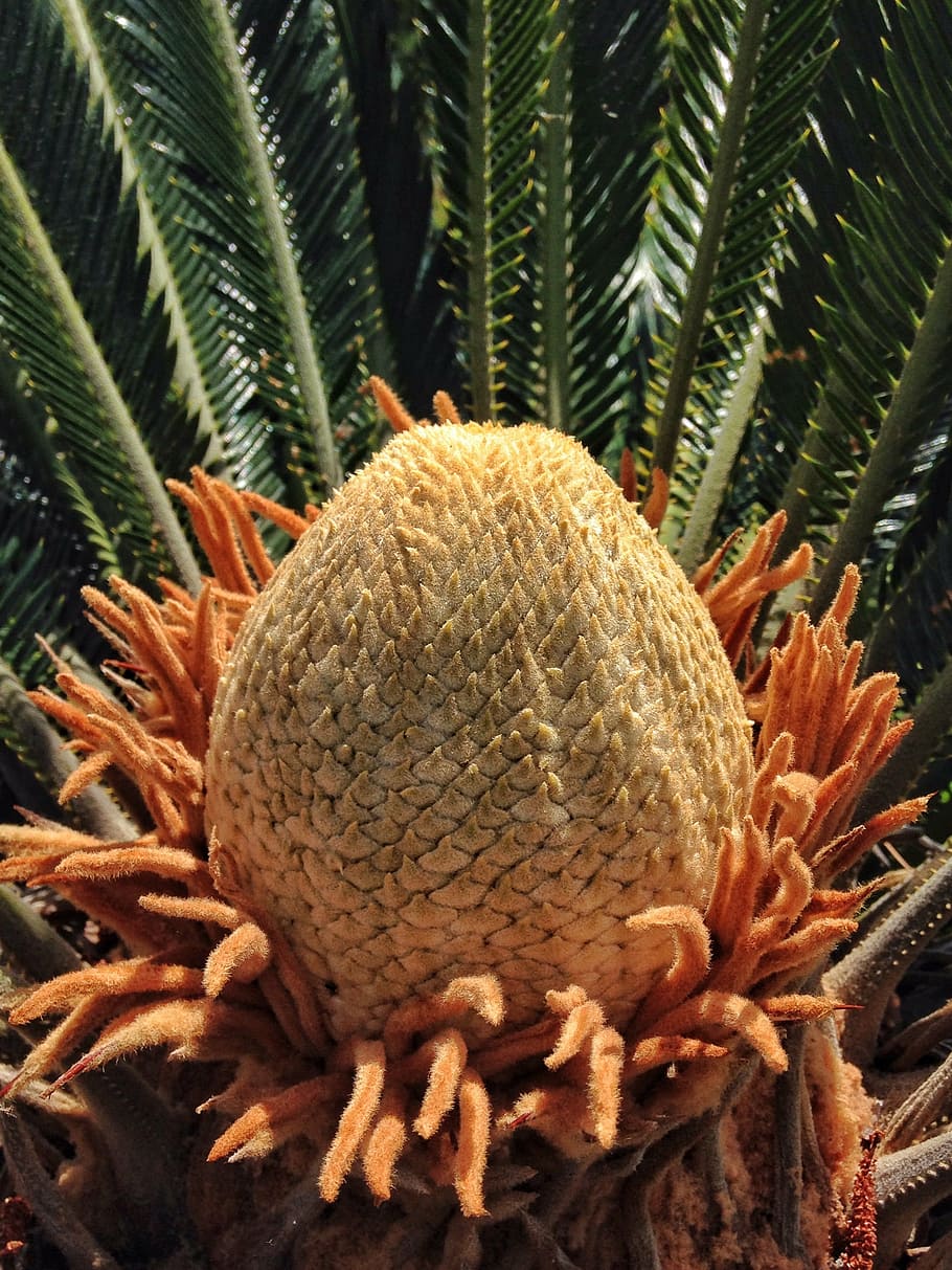 cycad, cactuses, blooming, spring, fruit, no people, close-up, HD wallpaper
