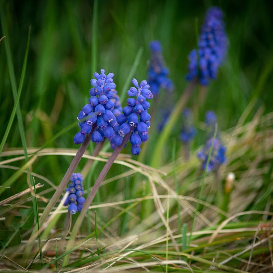 nature, grass, plant, summer, flower, muscari, bauer floral HD wallpaper