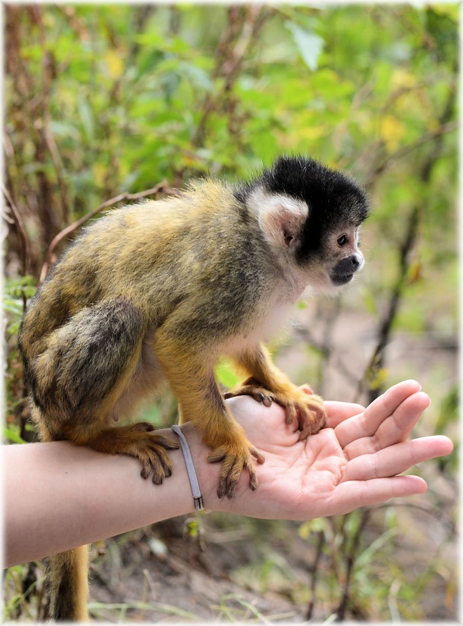 squirrel monkeys, zoo, series, holland, amsterdam, animal, animals, HD wallpaper