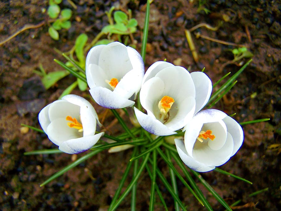 Crocus, White Flower, Spring, fragility, white color, freshness HD wallpaper