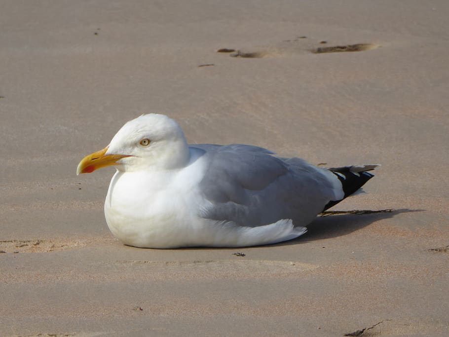 seagull, beach, animal themes, bird, one animal, vertebrate HD wallpaper