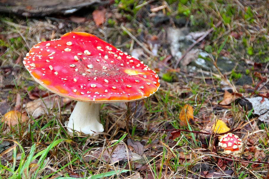 Fly Agaric, Forest, Mushrooms, autumn, nature, forest floor, HD wallpaper