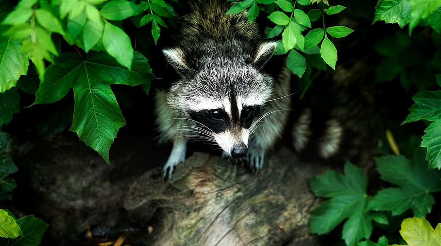 animal photograph of raccoon, wildlife, forest, woods, nature, HD wallpaper