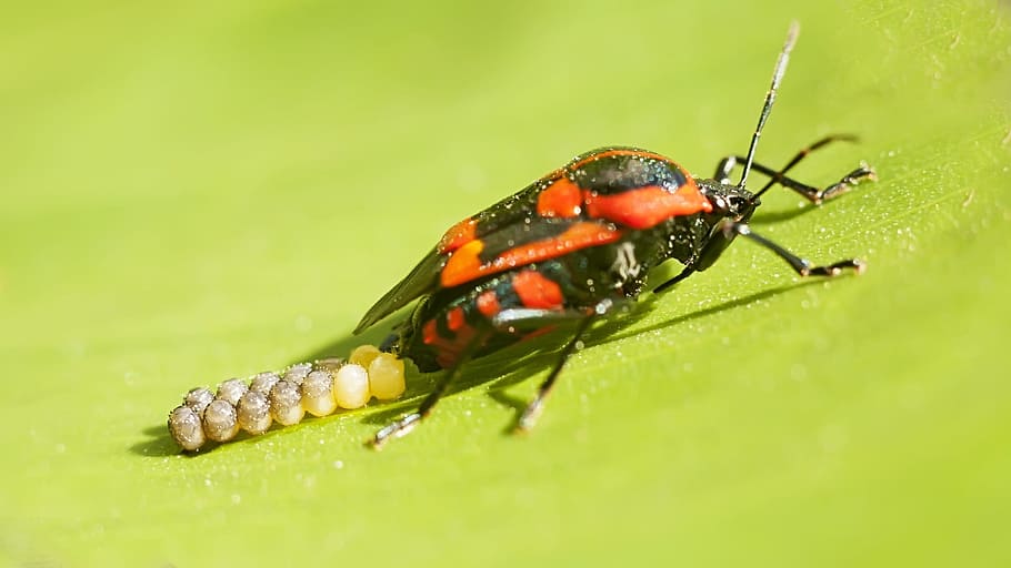 Bugs, Insects, Red Bug, Nature, reproduction, strange insect HD wallpaper