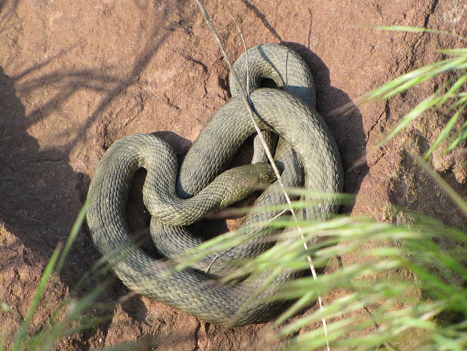 snake, cable car, relax, at the same time, reptile, animals in the wild HD wallpaper