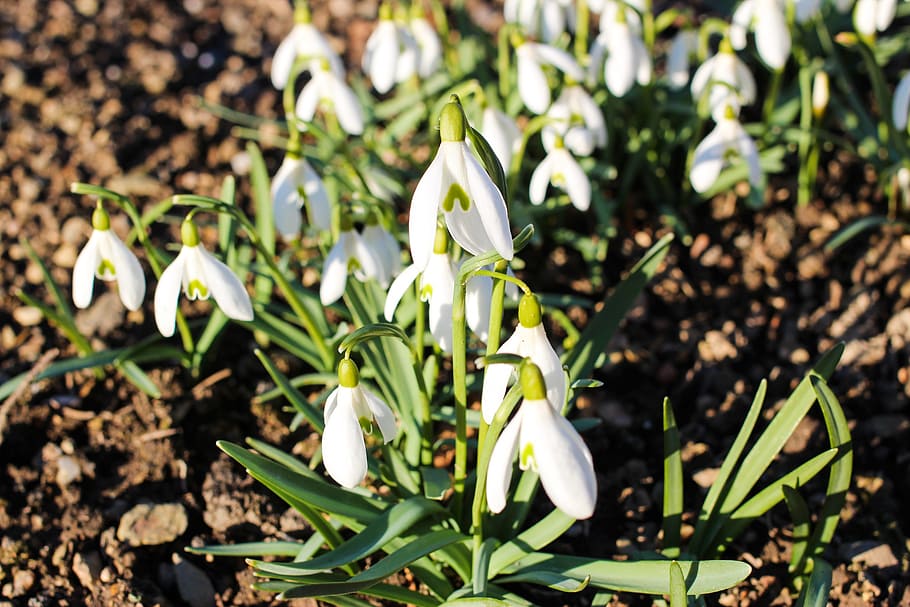 Spring Awakening, Spring, Flowers, Bloom, close, frühlingsanfang HD wallpaper
