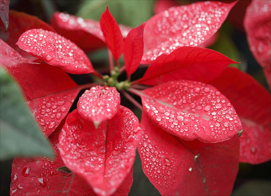 Closeup Photography Of Red Poinsettia With Water Droplets, bloom HD wallpaper