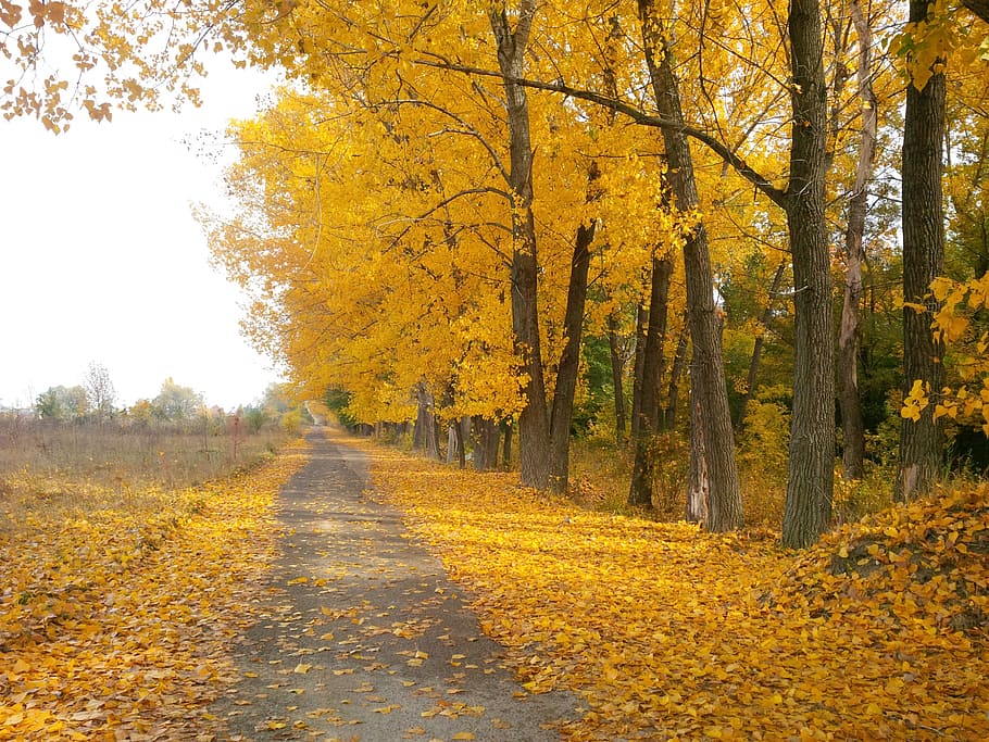 concrete road beside trees, path, trail, footpath, autumn, fall HD wallpaper