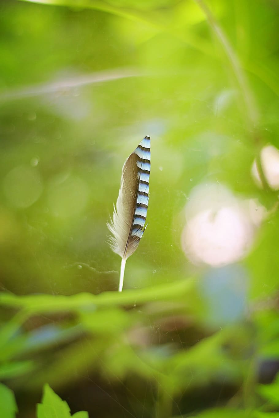 feather, green, macro, plant, flower, close-up, growth, nature HD wallpaper