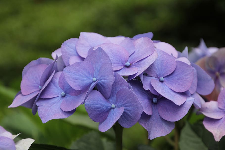 selective focus photo of purple hydrangea flower, blossom, bloom HD wallpaper