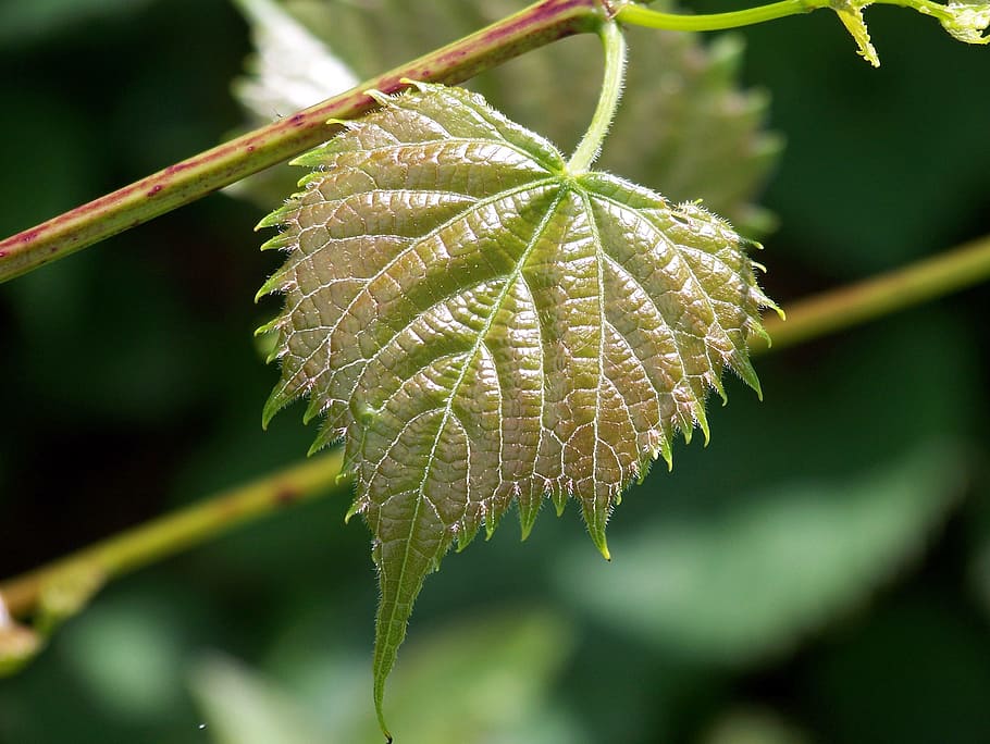 Leaf, Shiny, Spring, Season, Fresh, new, environment, growth HD wallpaper