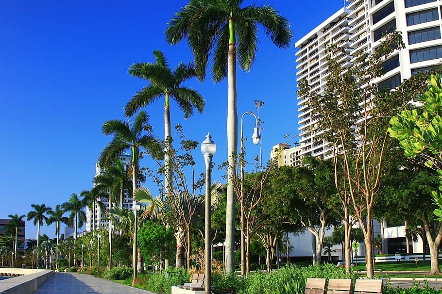 Palm, Beach, Florida, Tree, Building, street, bench, lamp, architecture HD wallpaper