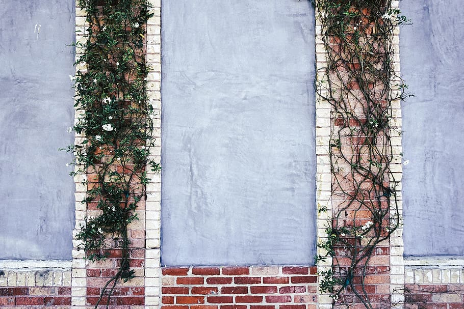 two green vines crawling on walls, bricks, decoration, ivy HD wallpaper