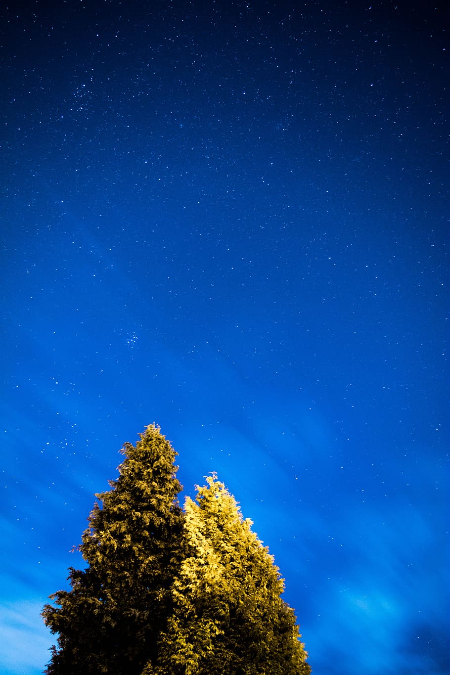 brown leafed trees during nighttime, green leaf trees during daytime photo HD wallpaper