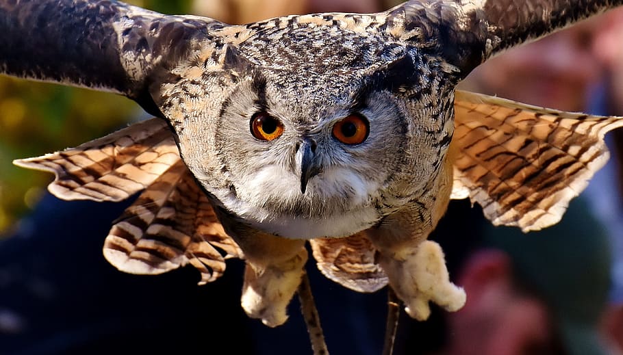 brown Owl flying, bird, feather, cute, plumage, birds, animal HD wallpaper