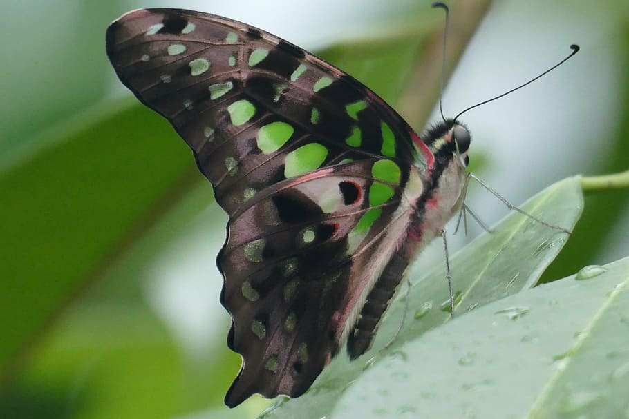 butterfly, insect, nature, macro, green, invertebrate, one animal HD wallpaper