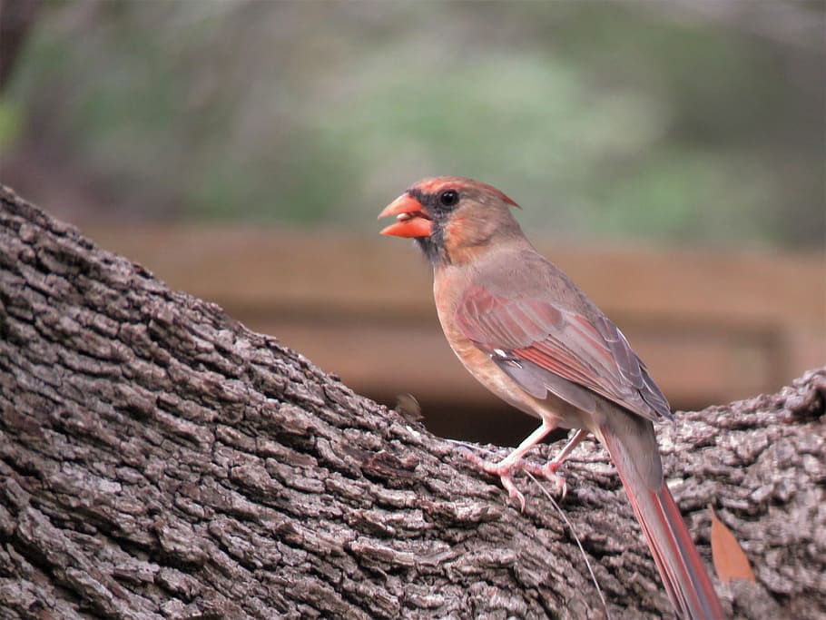 bird, natural, tree, wildlife, animal themes, one animal, vertebrate HD wallpaper