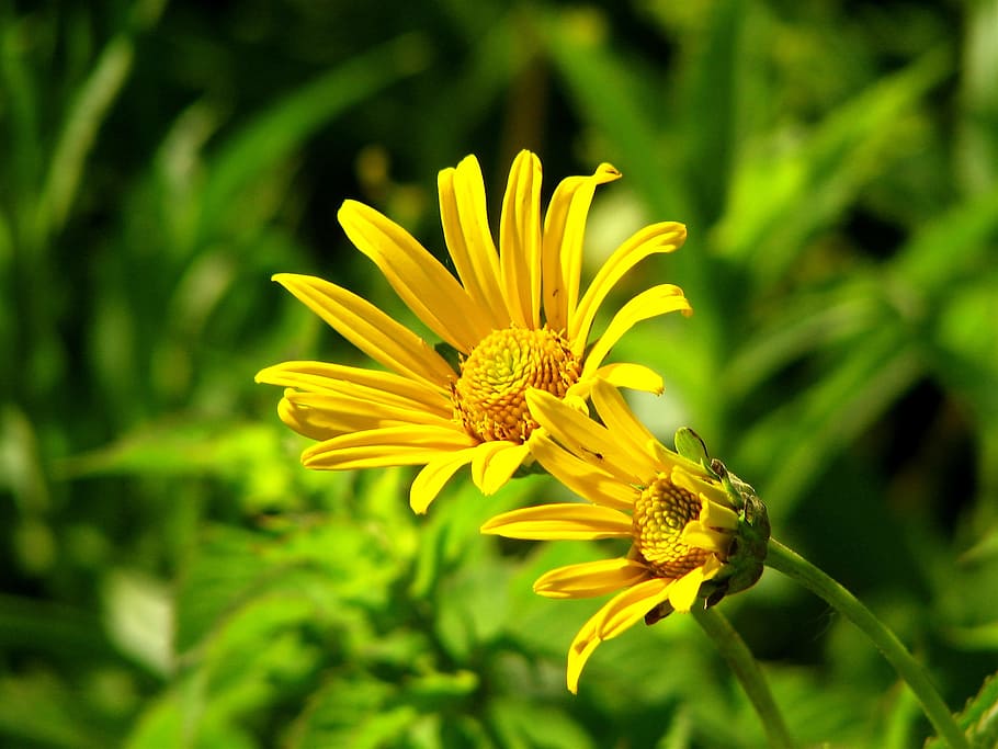 Flower, Aster, Yellow, Bloom, Petals, blossom, colorful, bright HD wallpaper