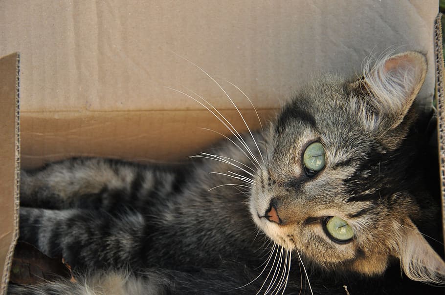 cat, box, feline, domestic, domestic cat, pets, domestic animals HD wallpaper