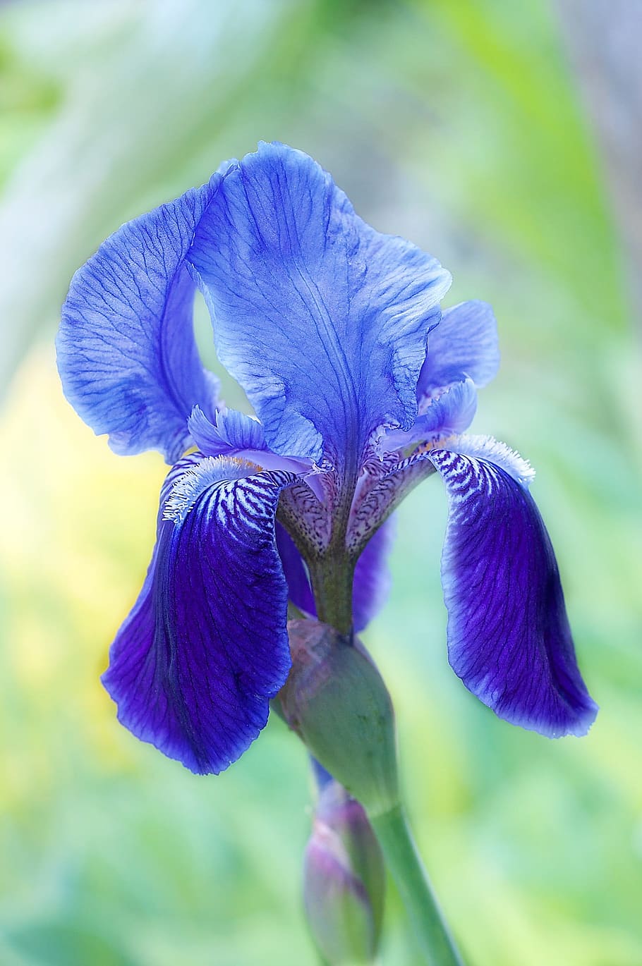 focus photography of blue iris flower, purple Iris, blossom HD wallpaper