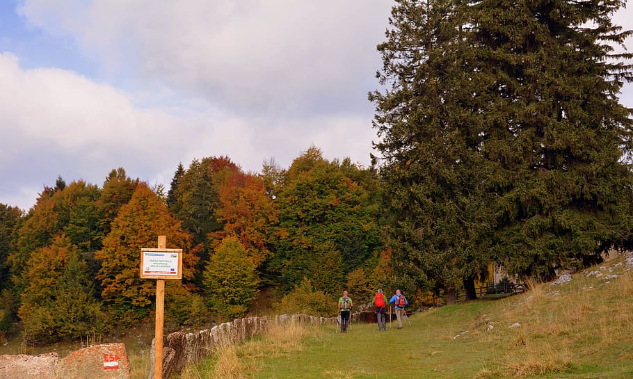 excursion, forest, autumn, trail, walking with sticks, mountain HD wallpaper