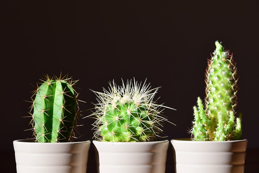 three green cactus plants, flowerpot, sting, prickly, pointed, HD wallpaper