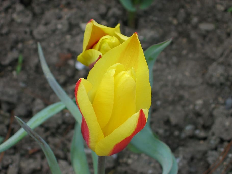 tulip, yellow, flower, spring, public garden, vulnerability HD wallpaper
