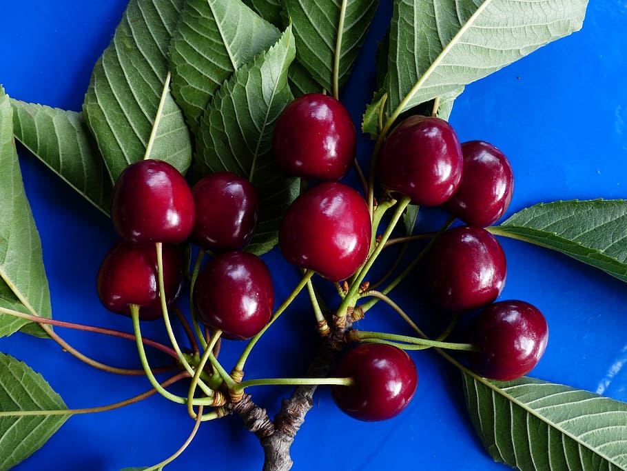 Sweet Cherry, Cherry, Red, Red, Fruit, healthy, leaves, branch HD wallpaper