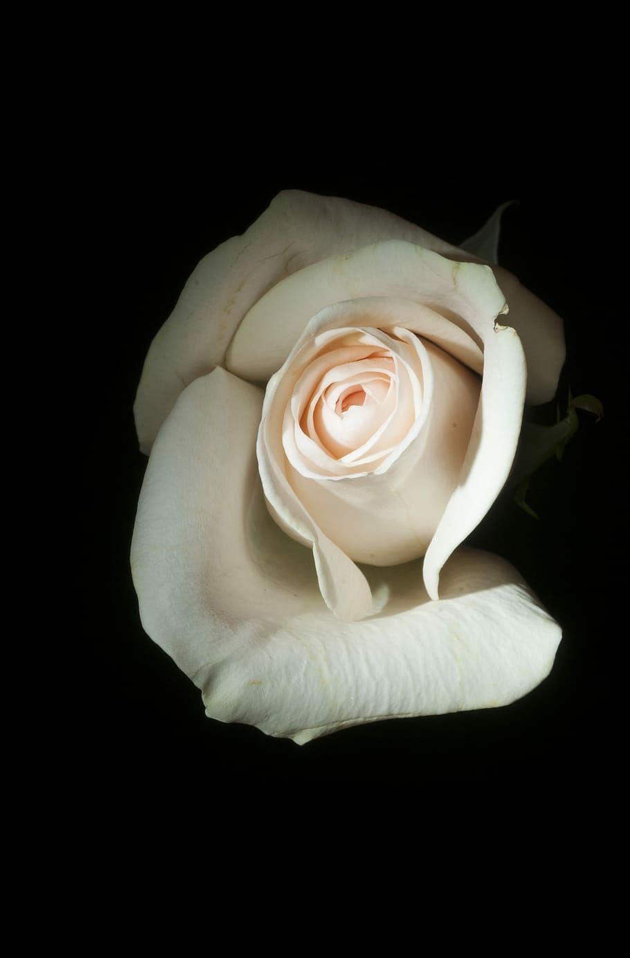 close-up photo of white rose, white rose, flower, bloom, petal HD wallpaper