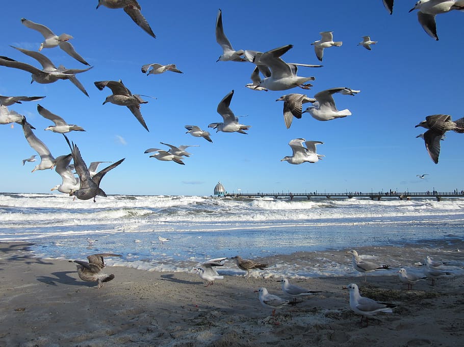 baltic sea, zingst, gulls, large group of animals, animals in the wild HD wallpaper