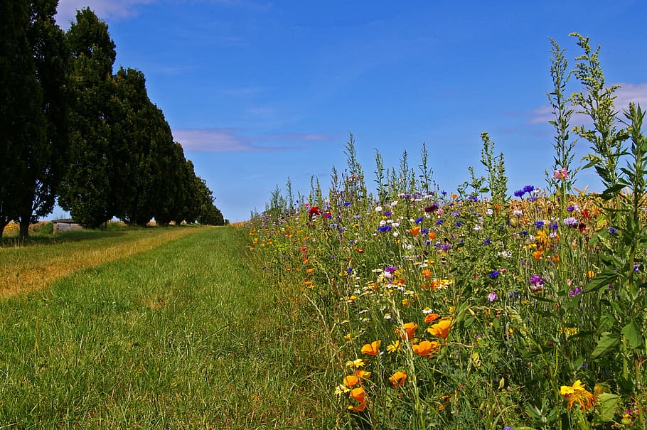 Denmark, Fyn, Island, Gateway, fyn island, lane, trail, go for a walk, HD wallpaper