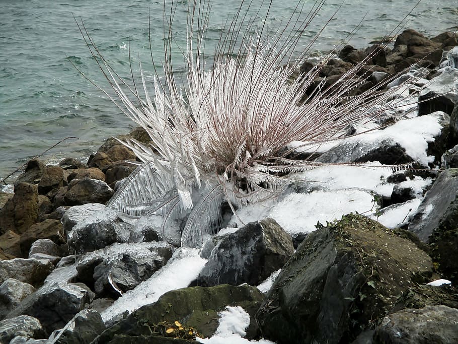 winter, ice, ice formations, bush, bank, lake, sunlight, water HD wallpaper