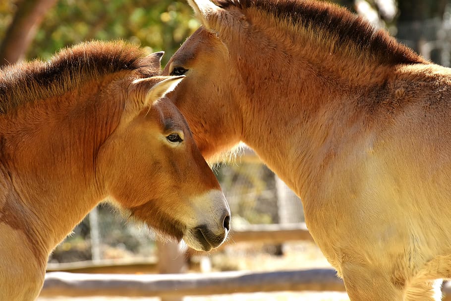 close-up photo of two brown mules, horses, pair, smooch, animal world HD wallpaper